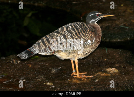 Sunbittern (Eurypyga helias) Banque D'Images