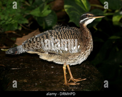 Sunbittern (Eurypyga helias) Banque D'Images