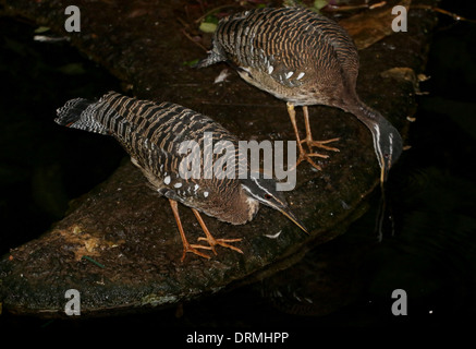 Sunbittern (Eurypyga helias) Banque D'Images