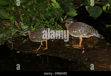 Sunbittern (Eurypyga helias) Banque D'Images