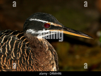 Sunbittern (Eurypyga helias) Banque D'Images