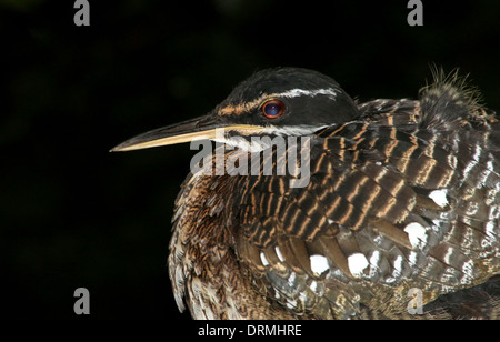 Sunbittern (Eurypyga helias) Banque D'Images