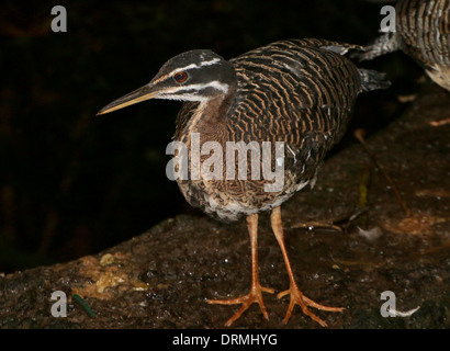 Sunbittern (Eurypyga helias) Banque D'Images