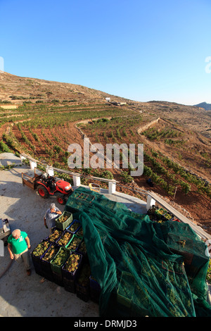 Grèce cyclades sikinos by Manalis winery 2014 vendanges Banque D'Images