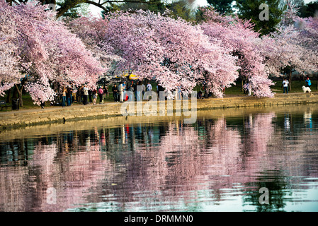 La floraison de près de 1 700 cerisiers en fleurs autour du bassin, dont certains sont vieux de plus d'un siècle, est un événement annuel à Washington's spring et réunit des centaines de milliers de touristes à la ville. Banque D'Images