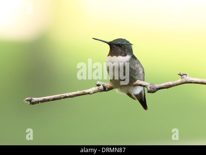 Colibri à gorge rubis, perché Banque D'Images