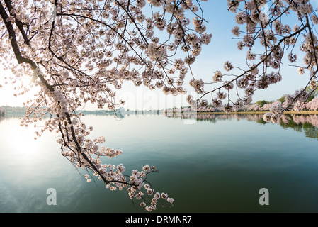 La floraison de près de 1 700 cerisiers en fleurs autour du bassin, dont certains sont vieux de plus d'un siècle, est un événement annuel à Washington's spring et réunit des centaines de milliers de touristes à la ville. Banque D'Images