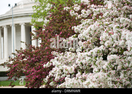 WASHINGTON DC — des cerisiers en fleurs blanches et rose foncé fleurissent le long du Tidal Basin, avec le Jefferson Memorial visible en arrière-plan. Les arbres en fleurs, à l'origine un cadeau du Japon en 1912, sont au centre du festival annuel national des cerisiers en fleurs chaque printemps. Banque D'Images