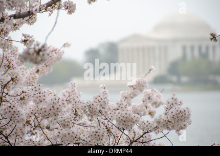 Washington DC's célèbre Yoshino cerisiers en fleurs autour du bassin de marée à la pleine floraison. Banque D'Images