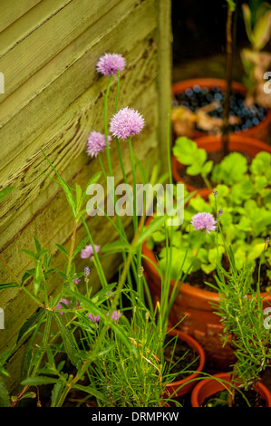 Plantes de ciboulette poussant dans un pot de plante, dans un jardin britannique. Banque D'Images