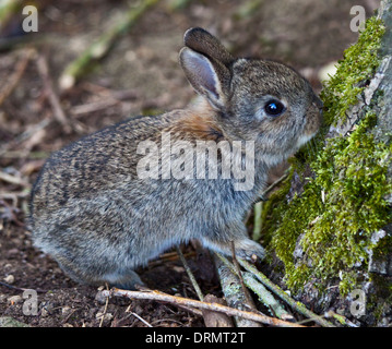 Baby Wild Lapin Européen (Oryctolagus cuniculus) grignotage de moss sur arbre, UK Banque D'Images