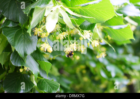 Abeille sur fleur Banque D'Images