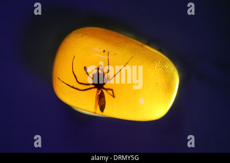 L'ambre dominicaine avec un insecte dans le musée à l'intérieur fossilisés Mundo del Ambar à Santo Domingo, République dominicaine. Banque D'Images