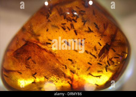 L'ambre dominicaine avec des insectes à l'intérieur dans le musée fossilisé Mundo del Ambar à Santo Domingo, République dominicaine. Banque D'Images