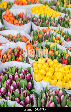 Fleurs à vendre, marché des producteurs, Grote Markt, Haarlem, Pays-Bas Banque D'Images