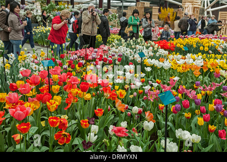 Les tulipes et les touristes à l'intérieur de pavillon, les jardins de Keukenhof, près de Lisse, Pays-Bas Banque D'Images