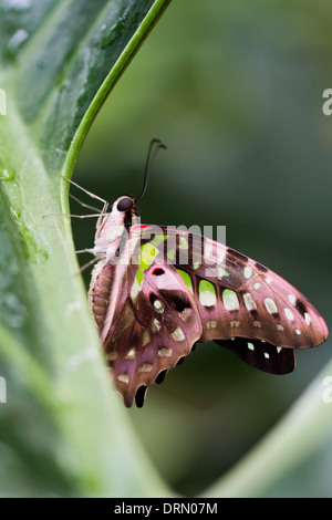 Papillon queue Geai Banque D'Images