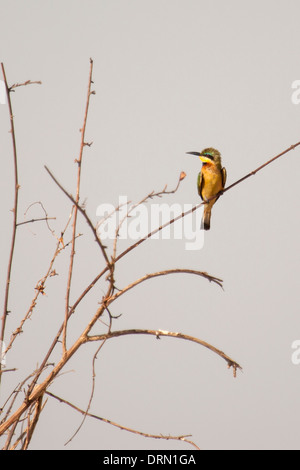 L'Oie naine-bee-eater in early morning light en Tanzanie, Afrique Banque D'Images