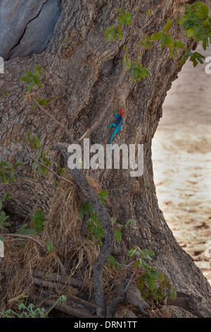 Agama rock à tête rouge en Afrique Tanzanie Ruaha Banque D'Images