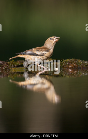 Coccothraustes coccothraustes Hawfinch (juvénile) sur le bord d'une piscine des forêts Banque D'Images