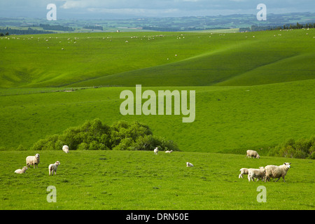 Les terres agricoles et les moutons, près de Balclutha, au sud de l'Otago, île du Sud, Nouvelle-Zélande Banque D'Images