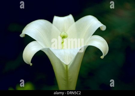 Lis de Pâques ou lilium longiflorum plante libre avec style et stigmate dans centre de bloom Banque D'Images