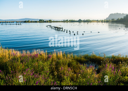 La Salicaire (Lythrum salicaria), une mauvaise herbe envahissante sur les rives de la rivière Columbia, Astoria, Oregon, USA Banque D'Images