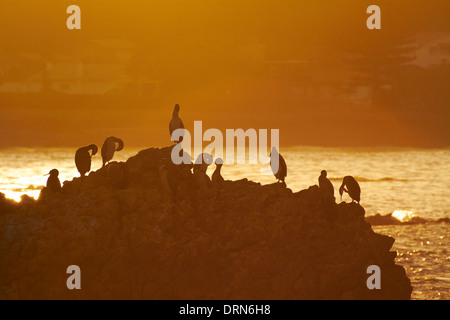 Cormorans (Phalacrocorax varius Pied) au lever du soleil, Kaikoura, île du Sud, Nouvelle-Zélande Banque D'Images