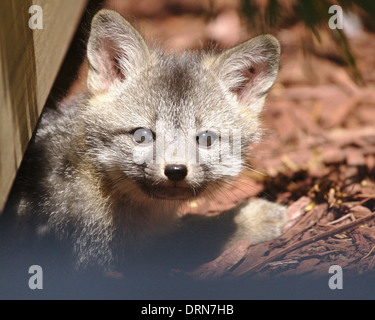 Tête portrait d'un kit fox brown sortant de dessous d'une terrasse en bois, entouré de paillis rouge. Banque D'Images