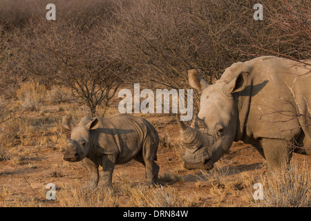 Un bébé rhino et mère à Erindi Game Reserve en Namibie. Banque D'Images