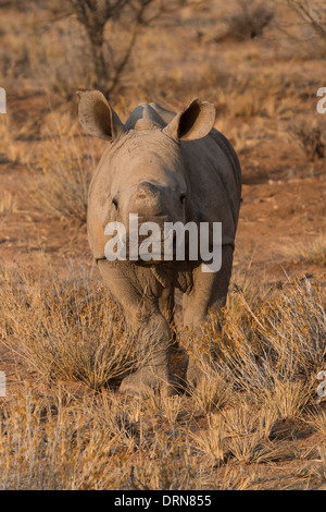 Rhino Bébé à Erindi Game Reserve en Namibie. Banque D'Images