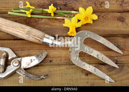 Outils de jardinage sur une planche de bois humide de jonquilles Banque D'Images