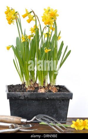 Narcisse en pots et d'outils de jardinage sur fond blanc Banque D'Images