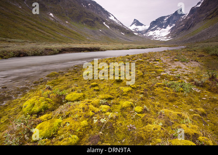 Beau tapis de mousse verte dans Ringsdalen Jotunheimen dans, la Norvège. Banque D'Images