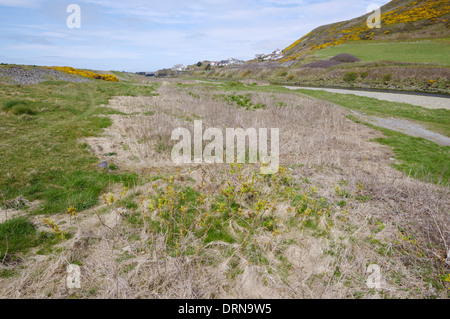 L'utilisation ciblée de l'herbicide pour contrôler une plante envahissante, Rosa rugosa sur une plage de galets de l'écosystème, Galles, Royaume-Uni Banque D'Images
