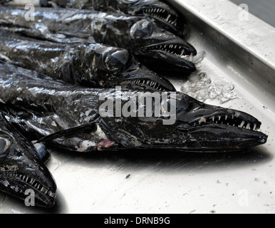 Madère Funchal sabre Espada dans le marché aux poissons, le Mercado DOS Lavradores Banque D'Images