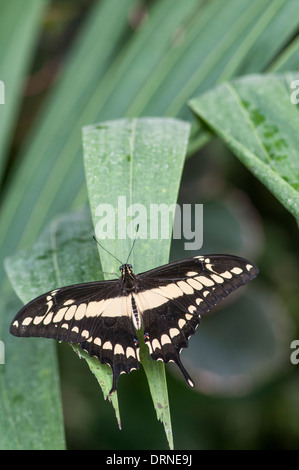 Machaon Papilio thoas King : Banque D'Images