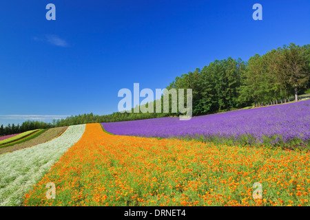 Jardin de fleurs colorées et de ciel bleu à Hokkaido. Banque D'Images