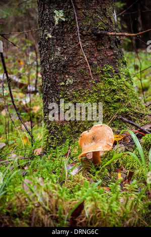 Faux lait safran-cap la culture des champignons sur pied sapin Banque D'Images