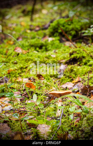 Faux lait safran-cap la culture des champignons en forêt en automne Banque D'Images