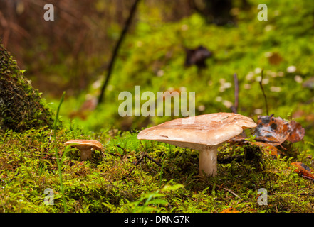 Faux lait safran-cap la culture des champignons en forêt en automne Banque D'Images