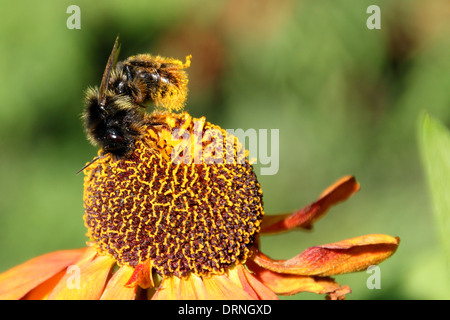 Cerf chamois bourdon sur fleur (1 d'Helenium une série d4) Banque D'Images