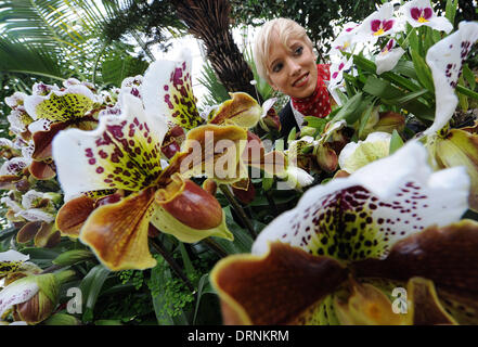 Hanovre, Allemagne. 30Th Jan, 2014. Sarah présente Lady's-slipper orchids (avant) et d'une orchidée Miltonia (R supérieur) dans les régions tropicales de l'serres Berggarten Botanical garden à Hanovre, Allemagne, le 30 janvier 2014. Les plantes exotiques appartiennent à environ 2 000 pièces différentes qui sont en exposition dans l'émission spéciale "Les sabots de la Vierge - le plus beau des chaussures dans le monde", qui se tiendra du 31 janvier au 28 février 2014. Photo : HOLGER HOLLEMANN/dpa/Alamy Live News Banque D'Images