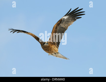 Black-eared Kite aux poissons en vol contre le ciel bleu près de l'Akan sur Hokkaido, Japon Banque D'Images