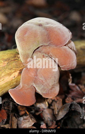 Jelly Champignons oreille -Auricularia auricula judae Banque D'Images