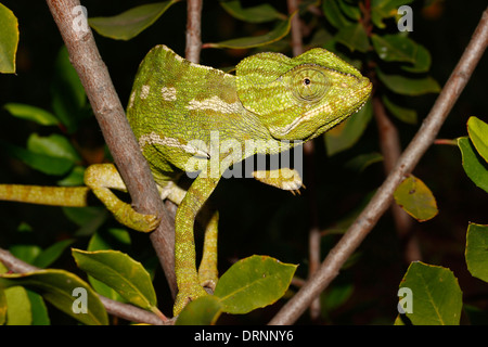 Le caméléon commun (Chamaeleo chamaeleon) est un genre de reptile écailleux, seul représentant de Chamaeleonidae existants Banque D'Images