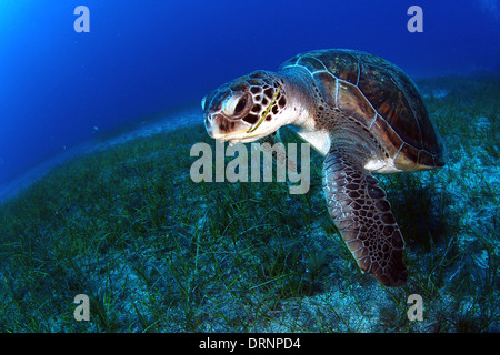 La tortue verte (Chelonia mydas) manger en les herbiers Banque D'Images