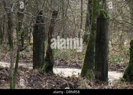 Traverses de chemin de fer ancien de la Severn et de la Wye utilisé de bornes sur un chemin dans la forêt de Dean. Banque D'Images