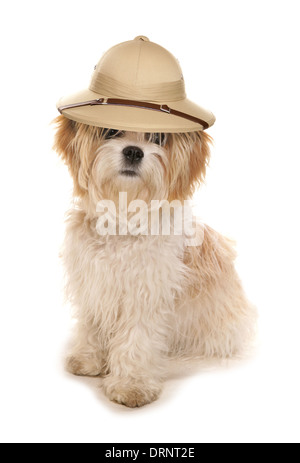 Shih Tzu chien portant un chapeau explorateurs Safari Banque D'Images