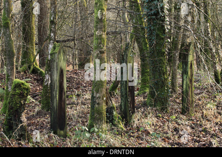 Traverses de chemin de fer ancien de la Severn et de la Wye utilisé de bornes sur un chemin dans la forêt de Dean. Banque D'Images